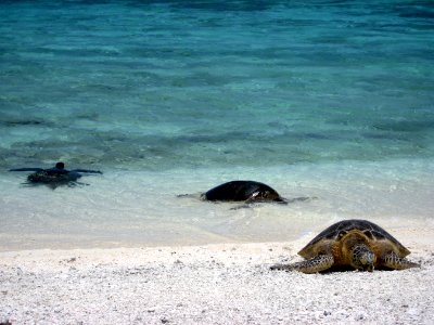 PMNM - Green Sea Turtles, Kure Atoll photo