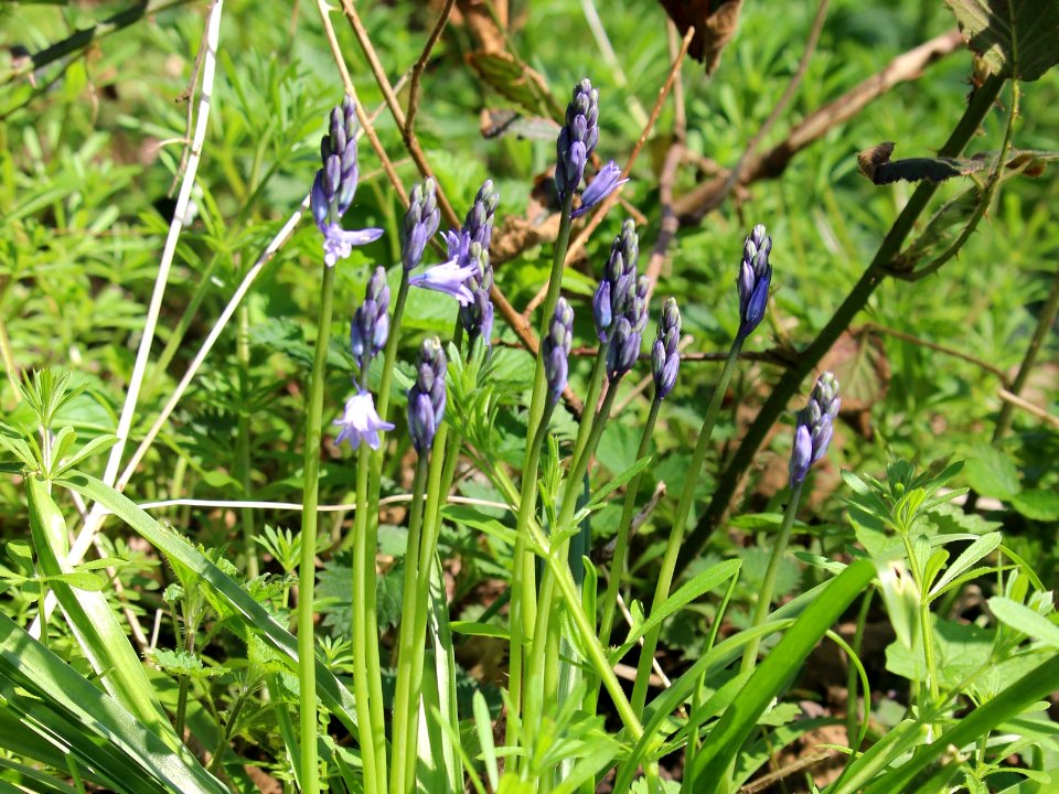 First Bluebells photo