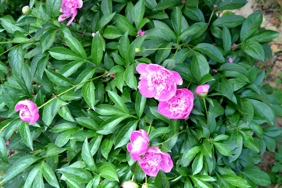 peony