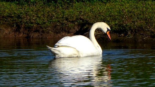 Mute Swan photo