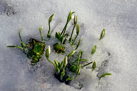 Snowdrops