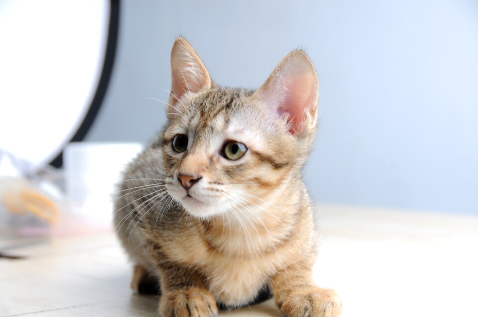 Cat small cat melancholy