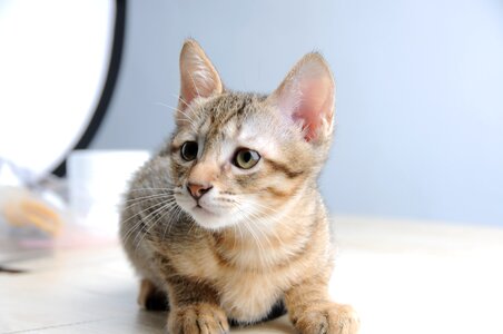 Cat small cat melancholy