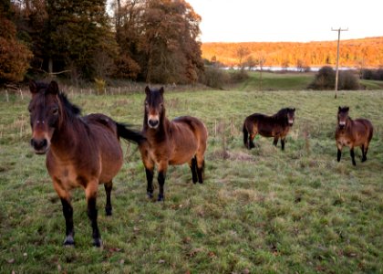 Ponies photo
