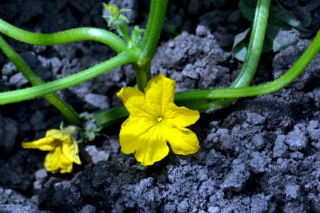 floare de castravete