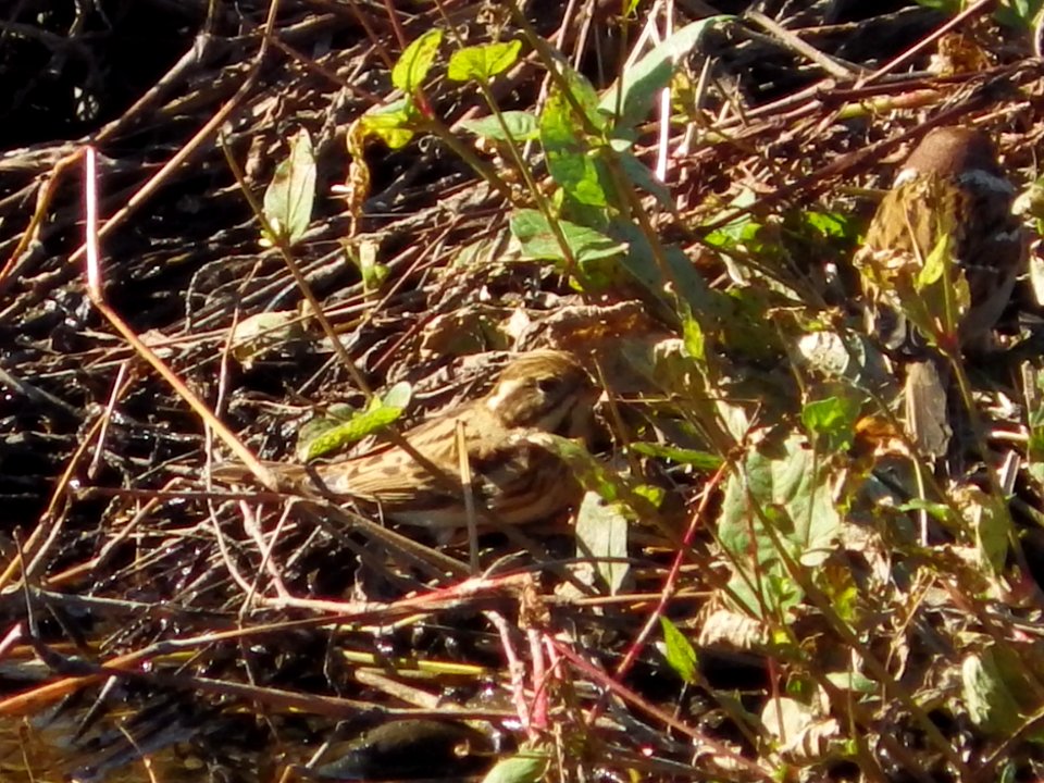 カシラダカ [頭高] [Rustic Bunting] [Emberiza rustica]