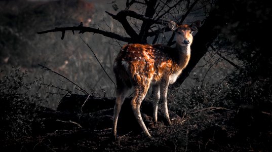 a morning deer! bharatpur!