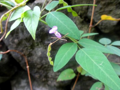 ヌスビトハギ[盗人萩][Desmodium podocarpum subsp. oxyphyllum]-花と実