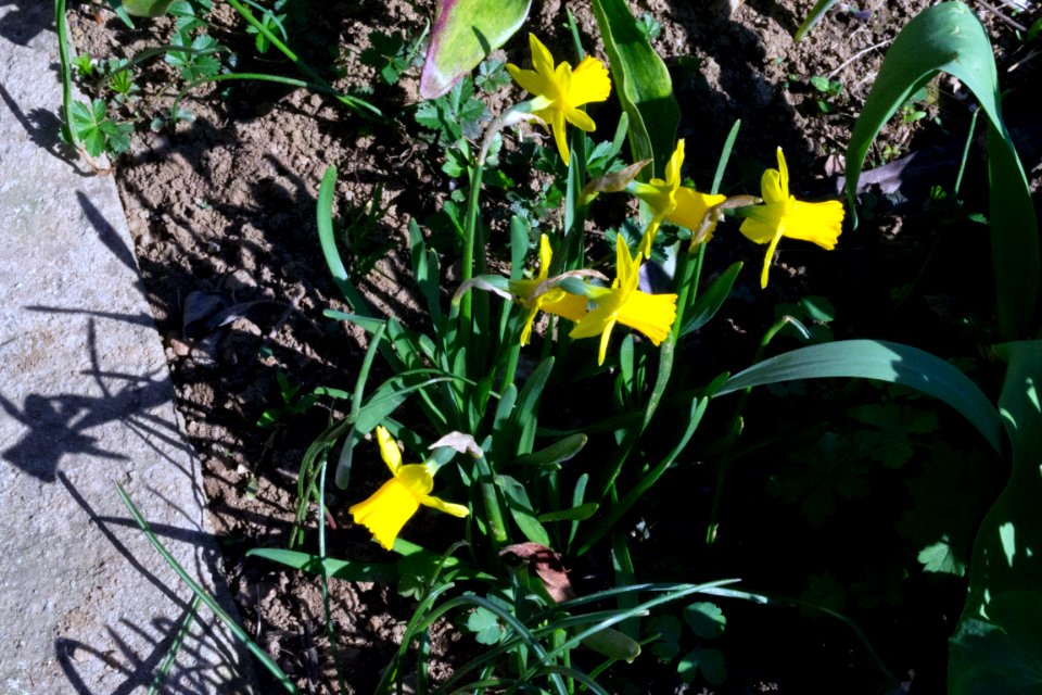 daffodils