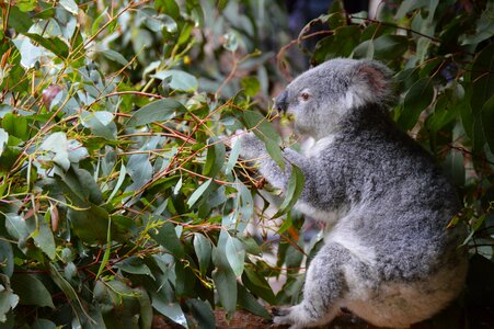 Grey marsupial australia