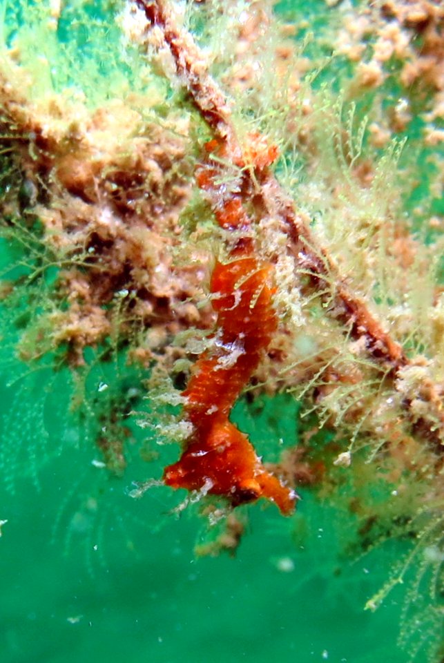 Seahorse