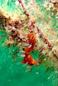 Seahorse photo