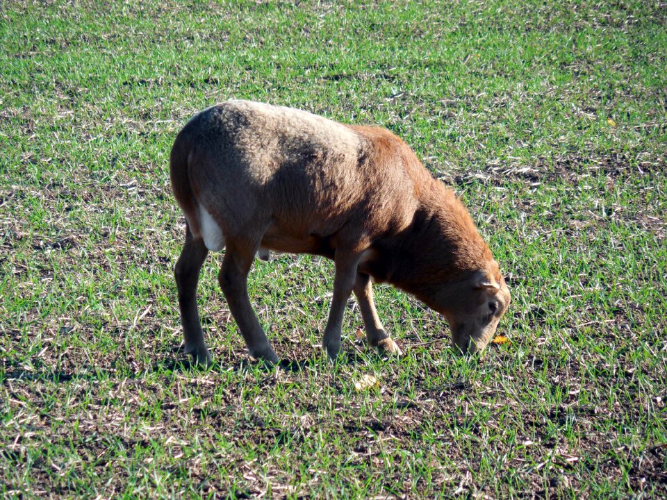 Eat livestock wool