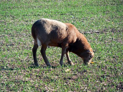 Eat livestock wool
