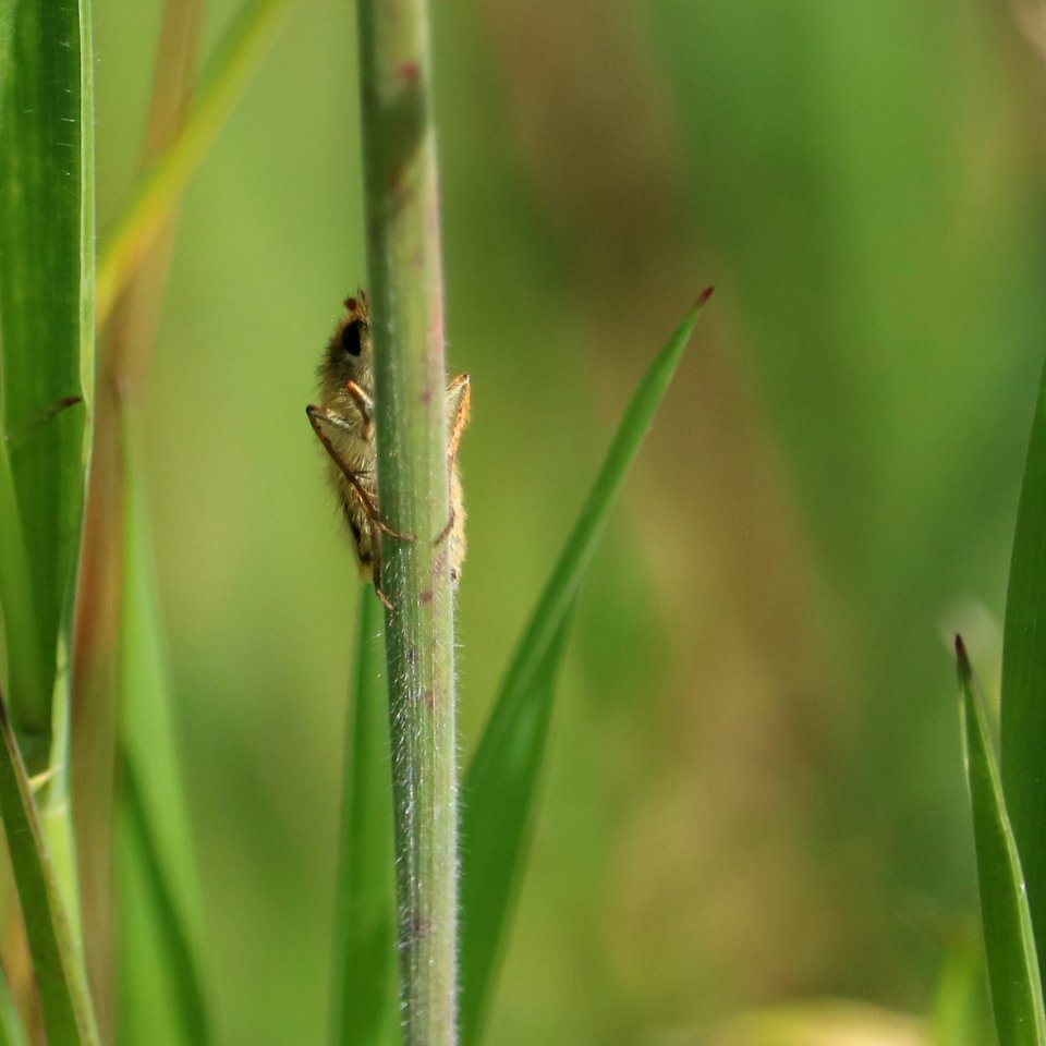 Pole-dancing Skipper 02