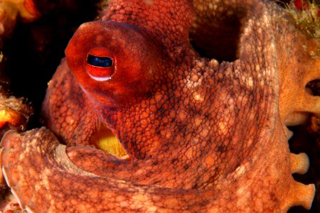 Octopus Vulgaris