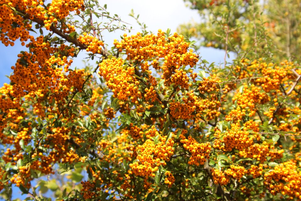 Nature spring blossom