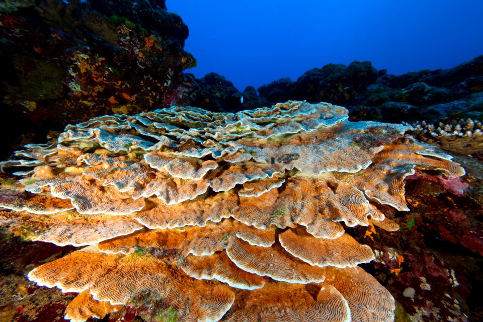NMSAS - Healthy Coral