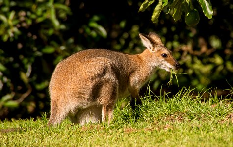 Eating australia queensland