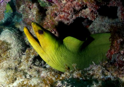 FKNMS green moray eel photo