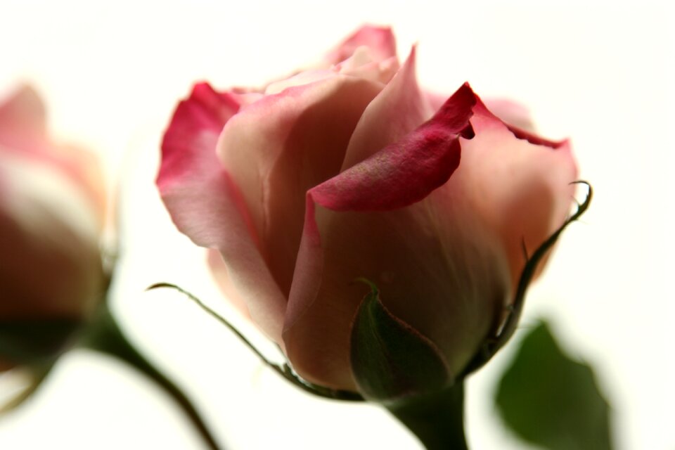 Flower pink flowers