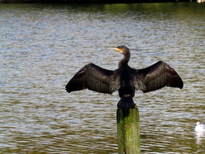 Cormorant photo