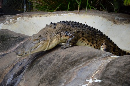 Crocodile wildlife dangerous