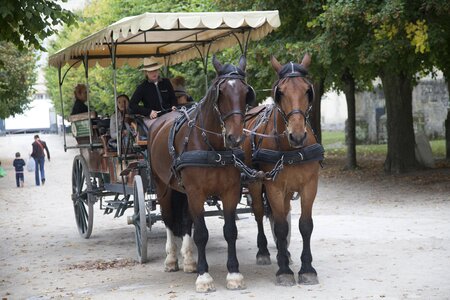 Horses path tree photo