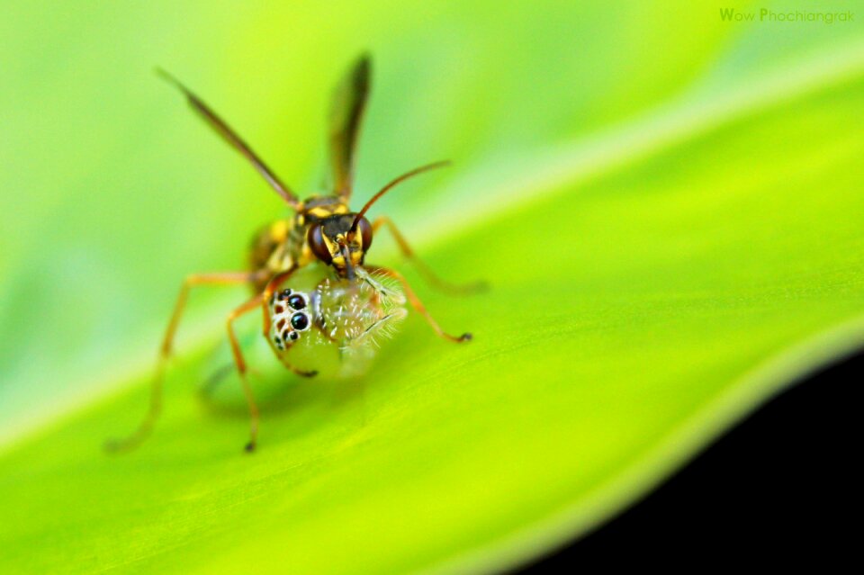 Insect n nature