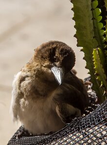 Sunbathing fluffy feathers photo
