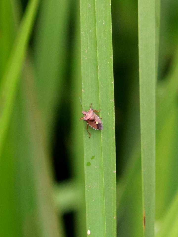 Pentatoma rufipes Red-legged Shieldbug