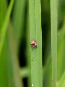 Pentatoma rufipes Red-legged Shieldbug photo