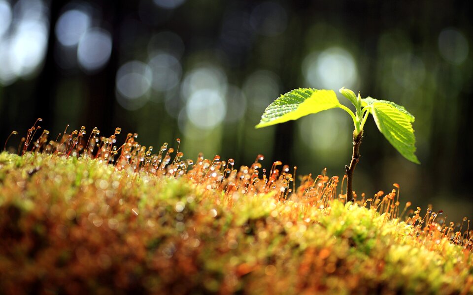 Spring nature the flower bud