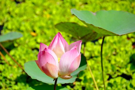 Flower lotus flower aquatic plant