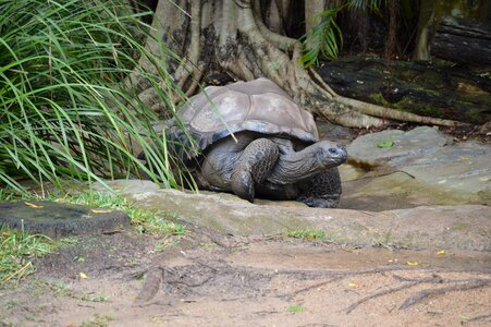 Giant tortoise wildlife endangered