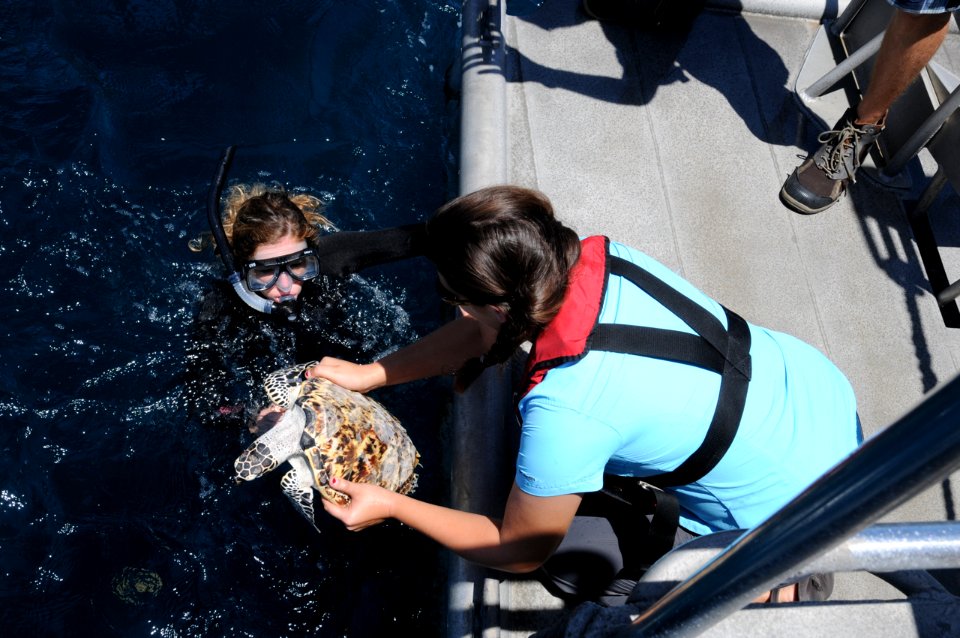FGBNMS - hawksbill rehab