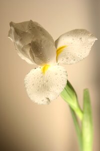 White flower flowers