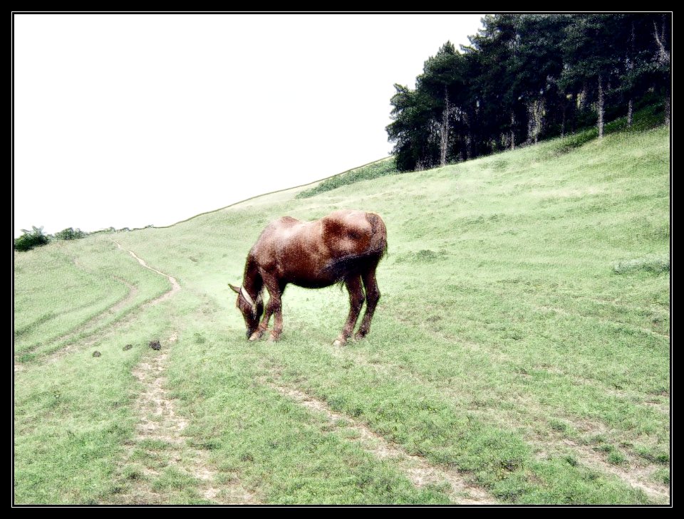 FotoSketcher - IMG 2158