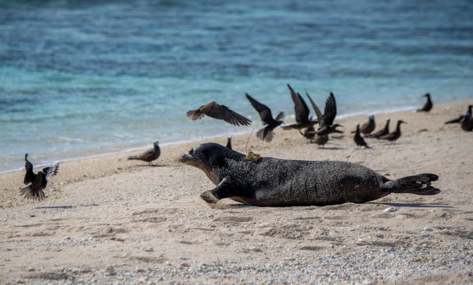 Rehabilitated Hawaiian Monk Seal