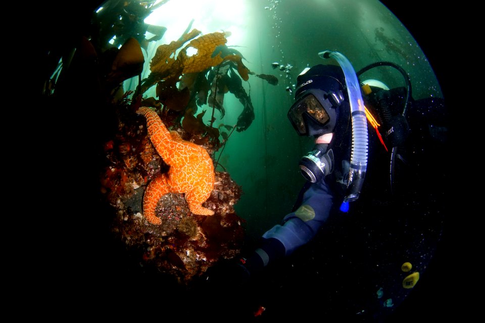 Scientist Greg Williams Examines Ochre Sea Star at Tatoosh Island