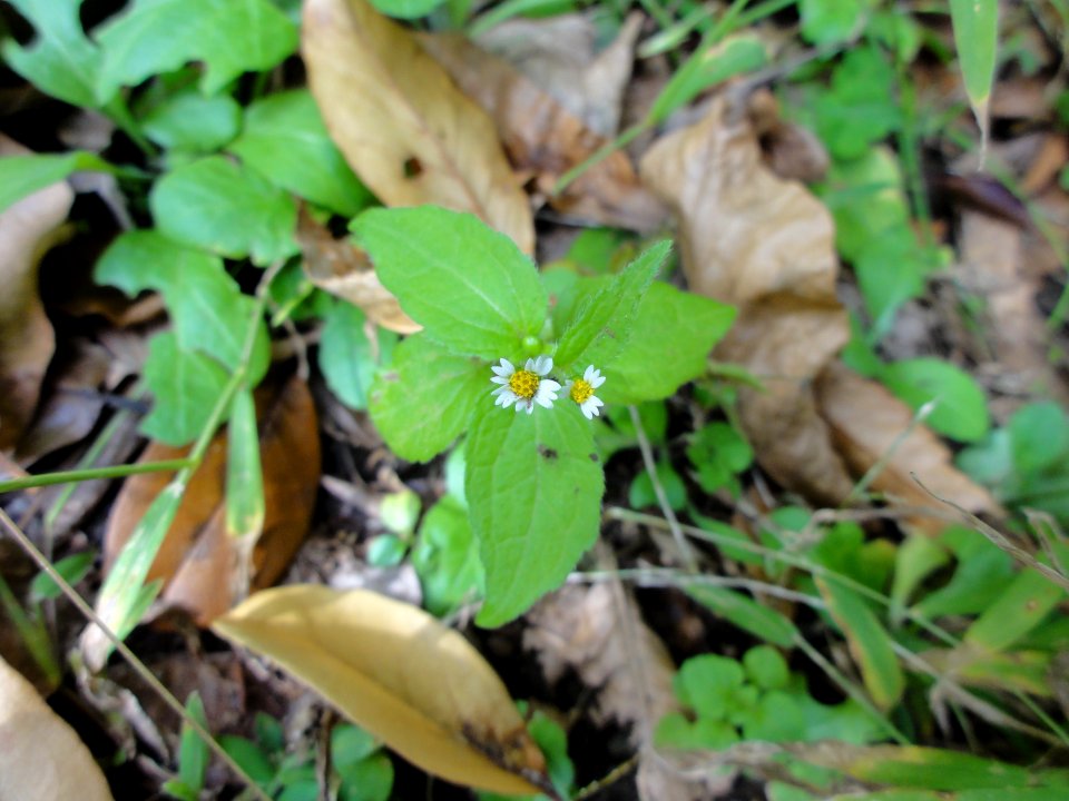 ハキダメギク[掃溜菊][Galinosoga ciliata]