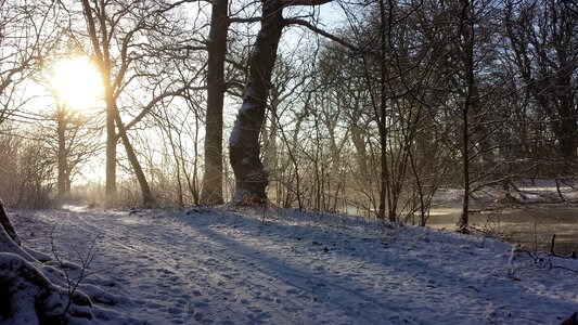Sol landscape trees