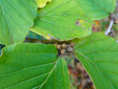 マンサク[満作,金縷梅][Hamamelis japonica]-花芽&葉芽 photo