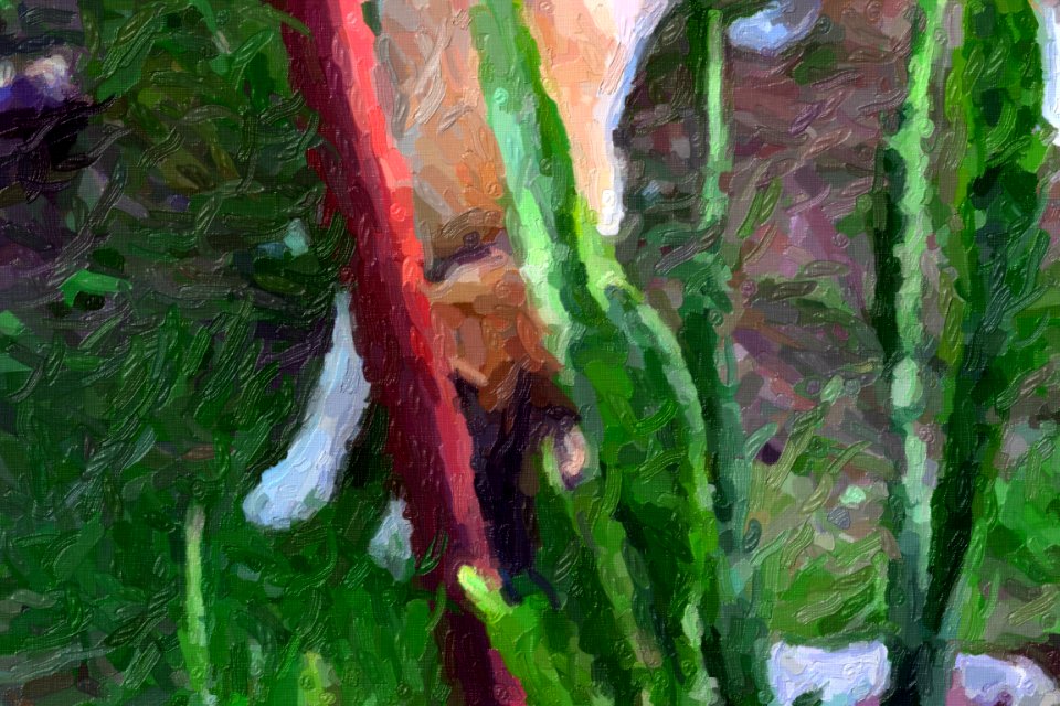 DSC 0008impasto-abstract