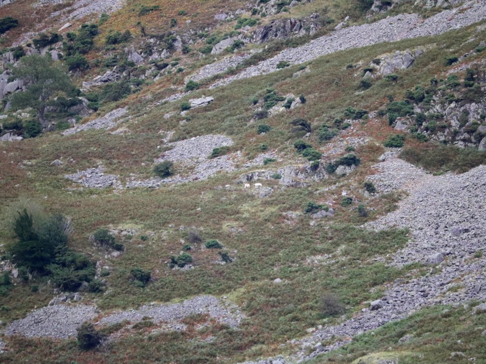 Place Fell - Spot the Hounds 2