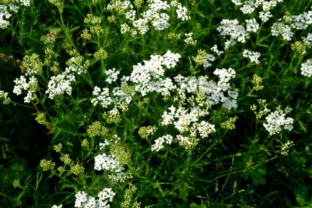 milfoil