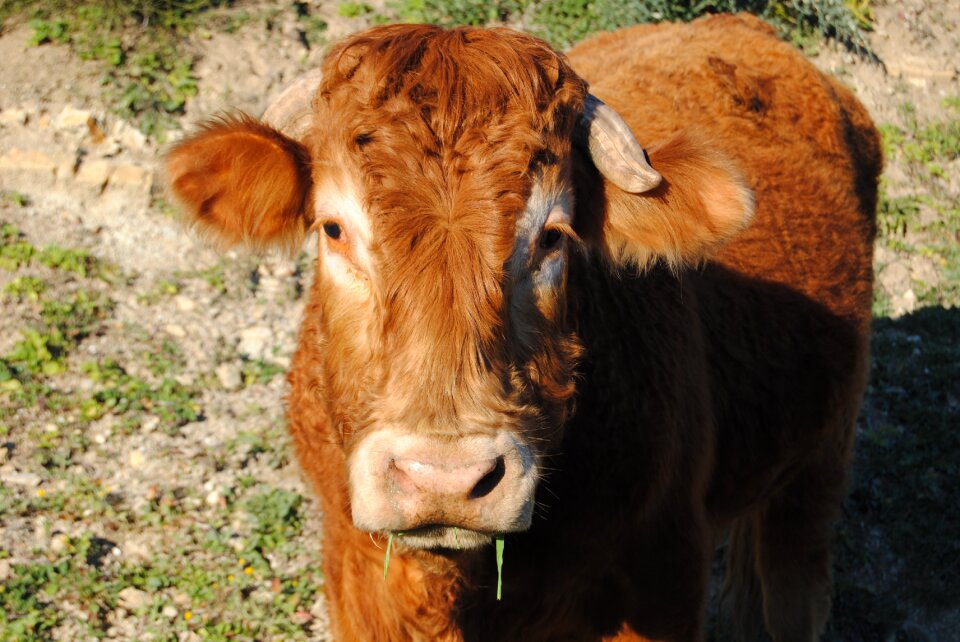 Peasant beef nature