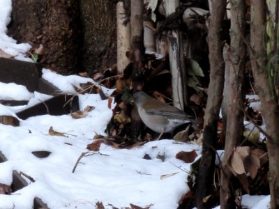 シロハラ [白腹] [Pale Thrush] [Turdus pallidus]