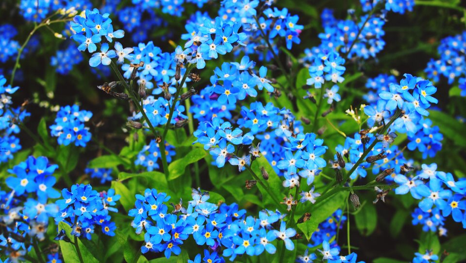 Forget-me-not bloom natural photo