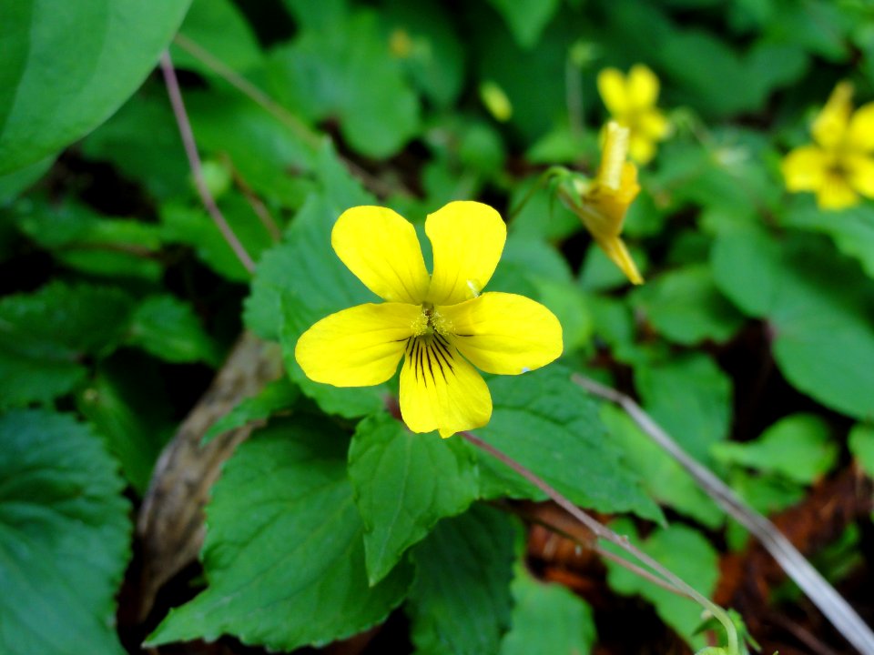 オオバキスミレ[大葉黄菫][Viola brevistipulata (Franch. & Sav.) W.Becker]-花